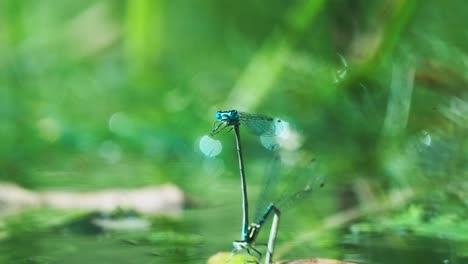 Close-Up-Of-Common-Blue-Damselfly-In-Mating-Wheel-Pose-Against-Bokeh-Background