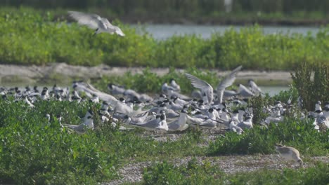 Group-Of-Sandwich-Terns-With-Some-Flying-In-To-Land-At-Texel-Grassland-In-Netherlands