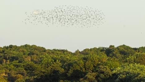 A-flock-of-migratory-birds-flying-in-the-sky