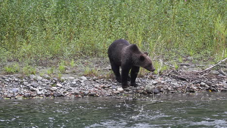 Lone-adult-male-Grizzly-bear-searches-river-for-spawning-salmon
