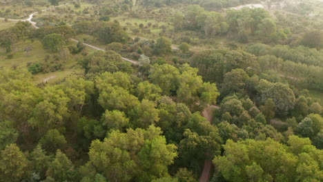 Dutch-Landscape-With-Lush-Vegetation-And-Fields-In-Zuid-Kennemerland-National-Park,-Netherlands---aerial-drone-shot