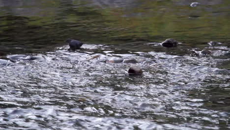 Water-ouzel-bird-wades-through-shallow-river-water-hunting-for-food