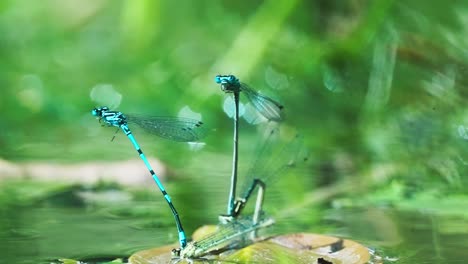 Four-blue-dragonflies-reproducing-itself-with-its-specific-position