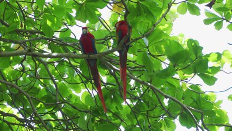 Zwei-Ara-Papageien-Im-Baum