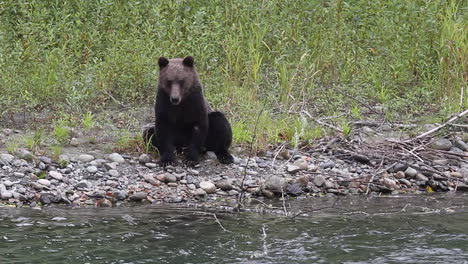 Grizzly-bear-sitting-by-river-looking-for-fish-sticks-out-his-tongue