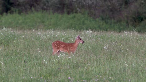 White-tailed-deer-fawn-feeding-in-a-grassy-field-in-the-late-evening-light