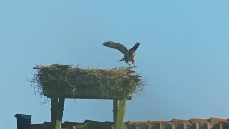 Scene-of-hawk-landing-on-nest,-blue-sky-background,-handheld,-day