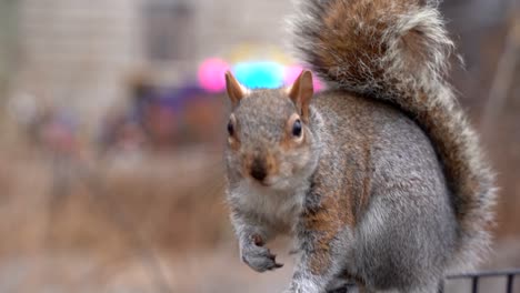 Eichhörnchen-In-Zeitlupe-In-New-York-Parken-Sie-Die-Batterie