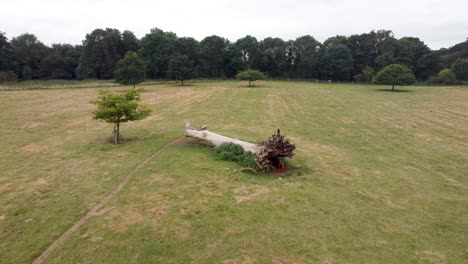 Aerial-Over-Dead-Tree-At-Goodnestone-Park-Estate-Gardens
