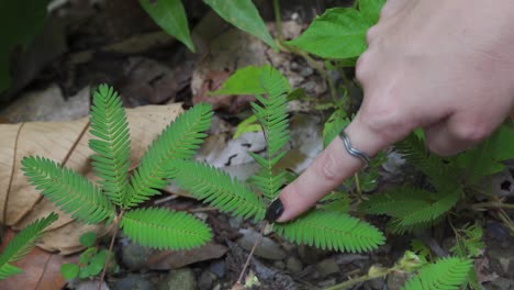 Female-Touching-Mimosa-Pudica-Plant