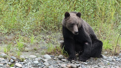 Injured-Grizzly-bear-yawns-and-sticks-out-tongue,-sitting-on-riverbank