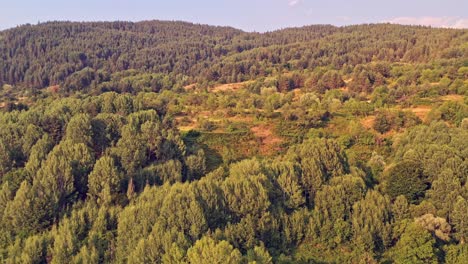 Aerial-flight-towards-the-hillside-green-trees-in-Rhodope-mountains-Bulgaria