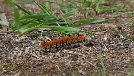 Macro:-Cute-orange-Milkweed-Tussock-caterpillar-crawls-across-ground