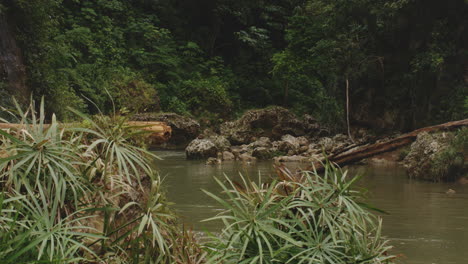 Vista-Pacífica-Con-Hojas-De-Palma-Tropical-En-La-Selva-Tropical-Del-Río-Tanama-En-Puerto-Rico