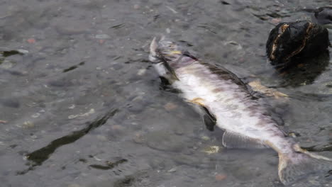 Decaying-salmon-floats-dead-in-shallow-river-water-after-spawning