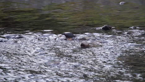 American-Dipper-bird-wading-through-river-rapids-looking-for-food