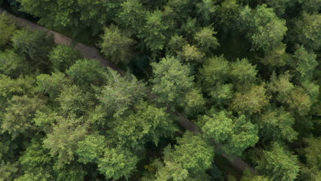 Bird's-Eye-View-Of-Beautiful-Pine-Forest-And-Road-In-Zuid-Kennemerland-National-Park-In-The-Netherlands---aerial-drone-shot