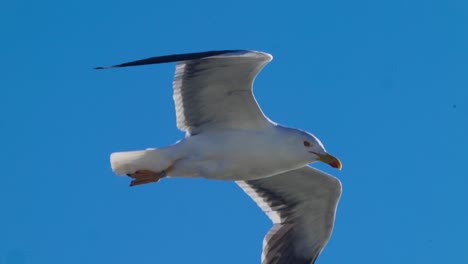 Seagull-Soaring-Against-Bright-Blue-Sky-Background