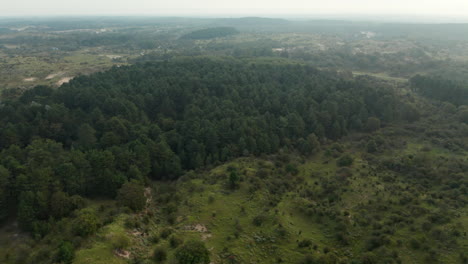 Bosque-De-Coníferas-Vibrante-Y-Paisaje-De-Dunas-En-El-Parque-Nacional-Zuid-kennemerland,-Países-Bajos---Toma-Aérea-De-Drones