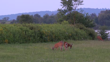 White-tailed-deer-feeding-in-a-grassy-field-in-the-late-evening-light