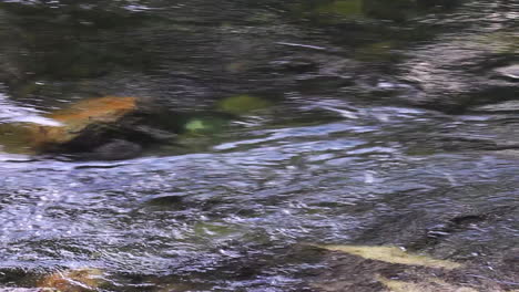 River-B-roll:-shallow-clear-stream-flows-quickly-over-riverbed-rocks