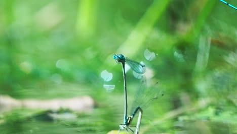 Damselfly-In-Tandem-Laying-Eggs-In-The-Water-With-Green-Background