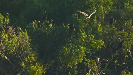 Tracking-shot-of-hawk-eagle-bird-flying-above-tree-forest-in-Netherlands,-sunset