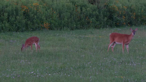 An-alert-doe-and-a-foe-grazing-in-a-grassy-field-in-the-late-eveing-light