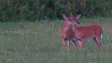 Two-alert-white-tailed-deer-grazing-in-a-grassy-field-in-the-late-evening-light