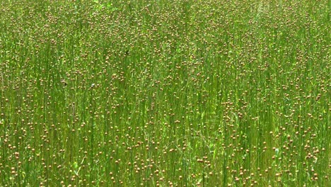 A-closeup-of-a-field-of-flax-soon-ready-to-be-harvested