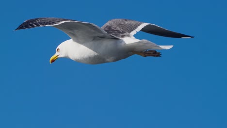 Seagull-Soaring-Against-Blue-Sky-Background.-Close-Up