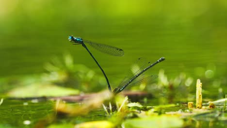 Side-macro-closeup-of-two-damselfly-blue-dragonfly-insects-mating-reproduction-then-fly-away,-shallow-depth-of-field,-static,-day