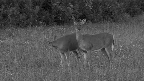 Two-alert-white-tailed-deer-grazing-in-a-grassy-field-in-the-late-evening-light-in-black-and-white