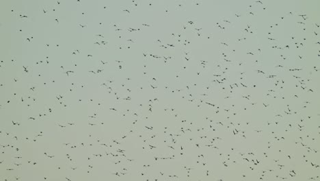 Vogelschwarm,-Der-In-Den-Himmel-Fliegt,-Krähen,-Eine-Gruppe-Von-Vögeln,-Die-Gegen-Den-Himmel-Kreisen
