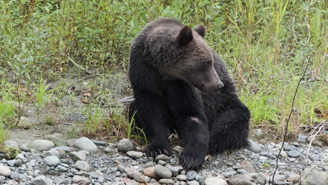 Grizzly-bear-with-injury-sits-by-river,-cautious-of-other-bears-coming