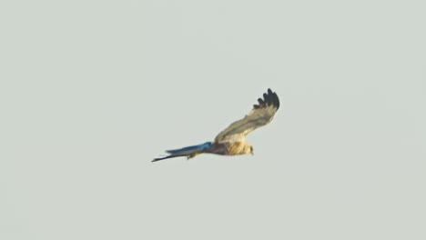 Tracking-shot-of-single-hawk-flying-against-yellow-golden-hour-clear-sky