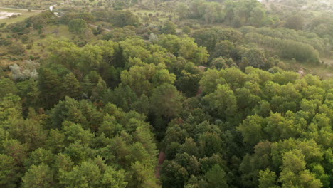 Aerial-View-On-Dense,-Lush-Green-Spruce-Tree-Forest-In-Zuid-Kennemerland-National-Park,-Netherlands---drone-shot