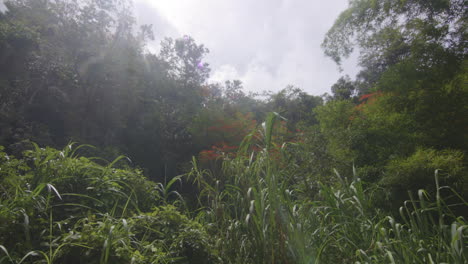 Cielo-Soleado-Sobre-Bosque-Tropical-Con-árboles-Densos-En-Rio-Tanama,-Puerto-Rico
