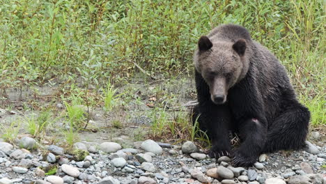 Grizzly-bear-with-injured-left-leg-sits-riverside-looking-for-salmon