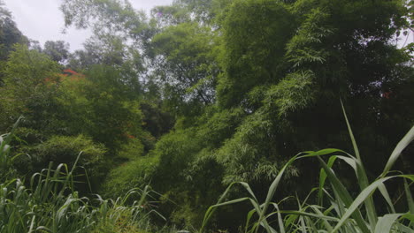 Lush-Bamboo-Foliage-At-Tropical-Forest-In-Rio-Tanama,-Puerto-Rico