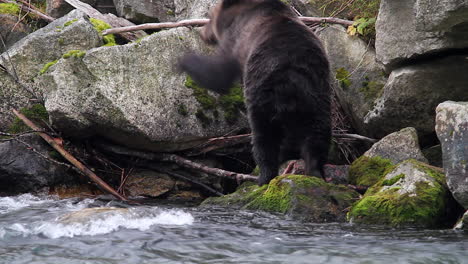 Grizzly-bear-eating-by-river-hops-onto-large-boulder-as-he-departs