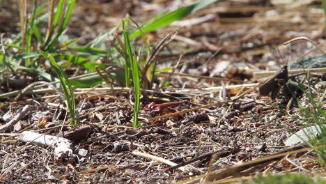 Macro-close-up:-Single-grasshopper-walks-across-ground-on-forest-duff