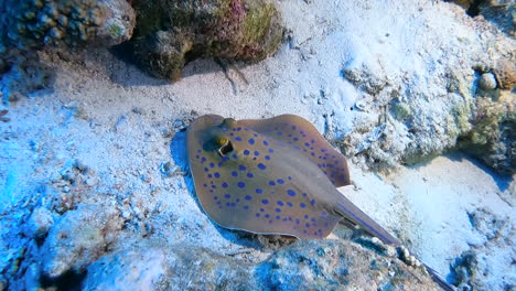 A-bluespotted-ribbontail-ray-hides-silently-on-the-sandy-floor-in-a-tropical-ocean-habitat