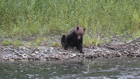 Big-male-grizzly-bear-standing-beside-river-sits-down-on-gravel-bank