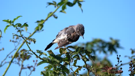A-northern-mockingbird-preening-it-feathers-in-the-morning-while-sitting-on-a-small-branch-of-a-tree