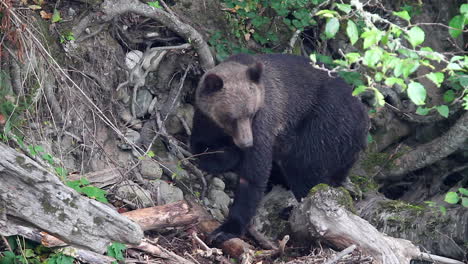 Grizzly-bear-on-steep-riverbank-scratches-his-leg-above-obvious-injury
