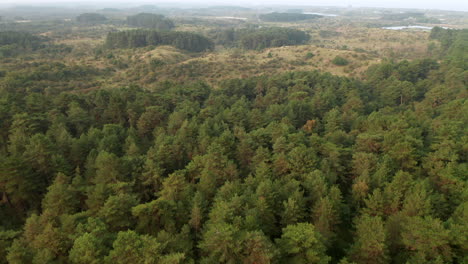 Aerial-View-Of-Green-Coniferous-Forest-In-Zuid-Kennemerland-National-Park-In-The-Netherlands---drone-shot