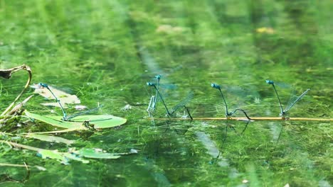 Flying-Common-Blue-Damselflies-In-Mating-Wheel-Pose-On-Green-Pond