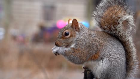 Squirrel-Eating-Nut-Slow-Motion