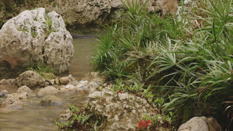 Exotische-Wildpflanzen,-Die-Auf-Felsigem-Flussufer-In-Den-Tropen-Von-Rio-Tanama,-Puerto-Rico-Wachsen
